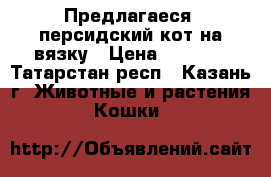 Предлагаеся  персидский кот на вязку › Цена ­ 2 000 - Татарстан респ., Казань г. Животные и растения » Кошки   